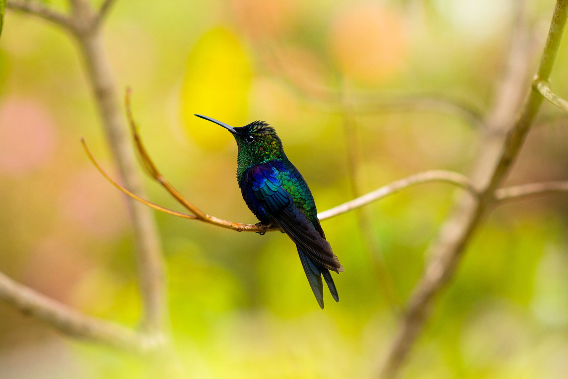 El Global Big Day 2024 en Tocancipá consolida al municipio como un paraíso para el avistamiento de aves