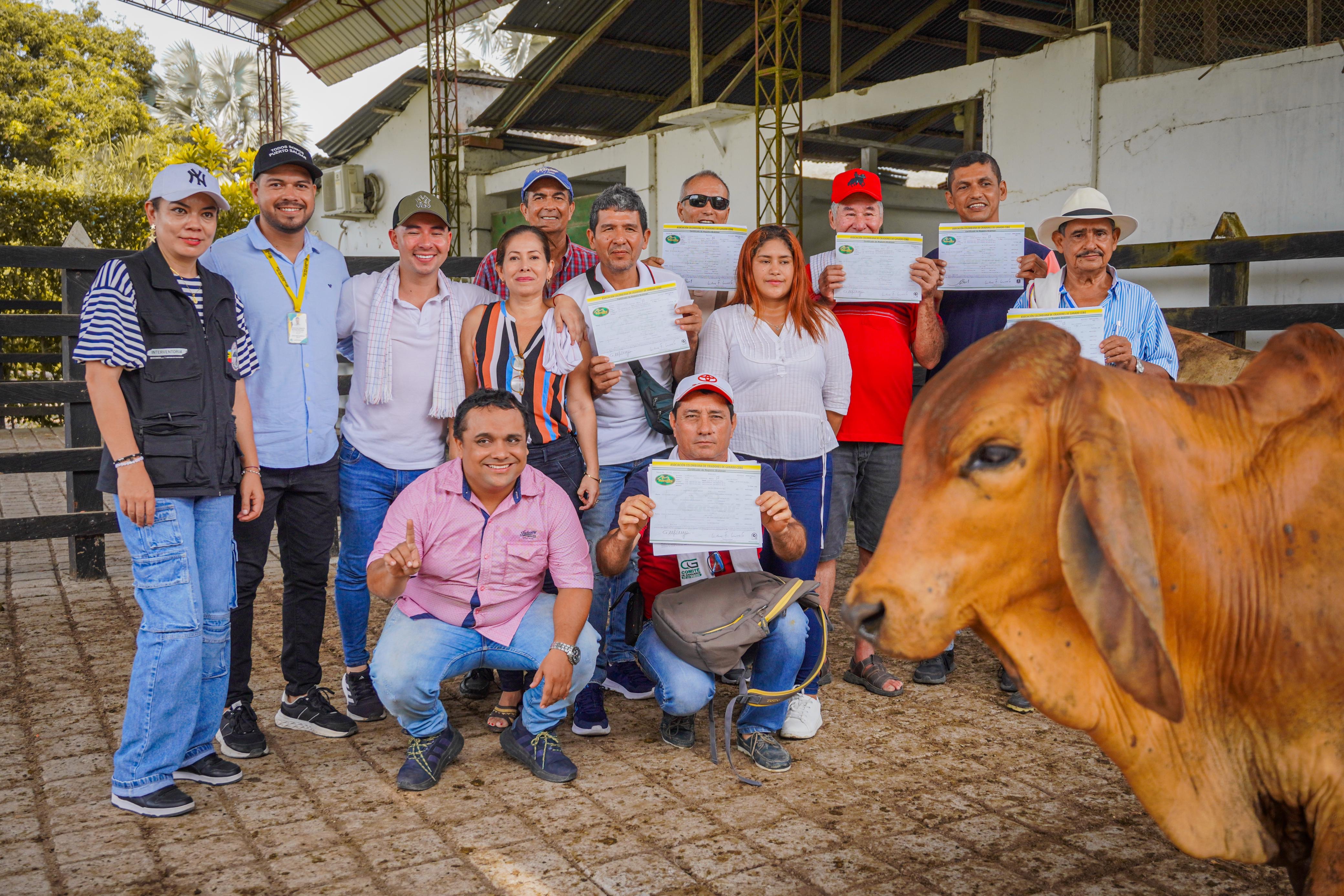 Gobernación de Cundinamarca impulsa la producción ganadera con entrega de ejemplares bovinos.