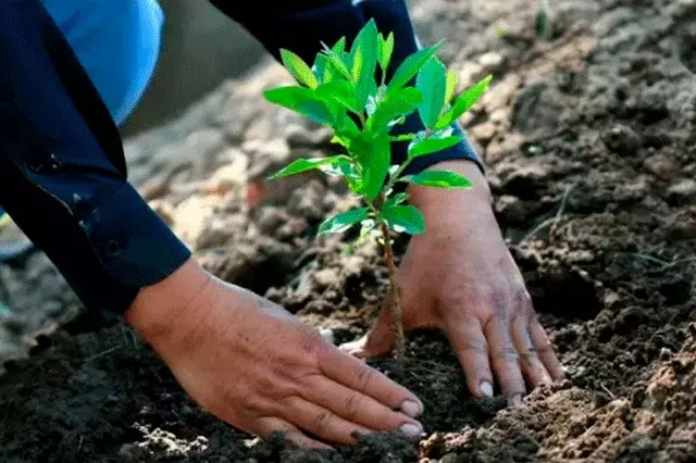Inician proceso de reforestación en Cundinamarca tras incendios forestales