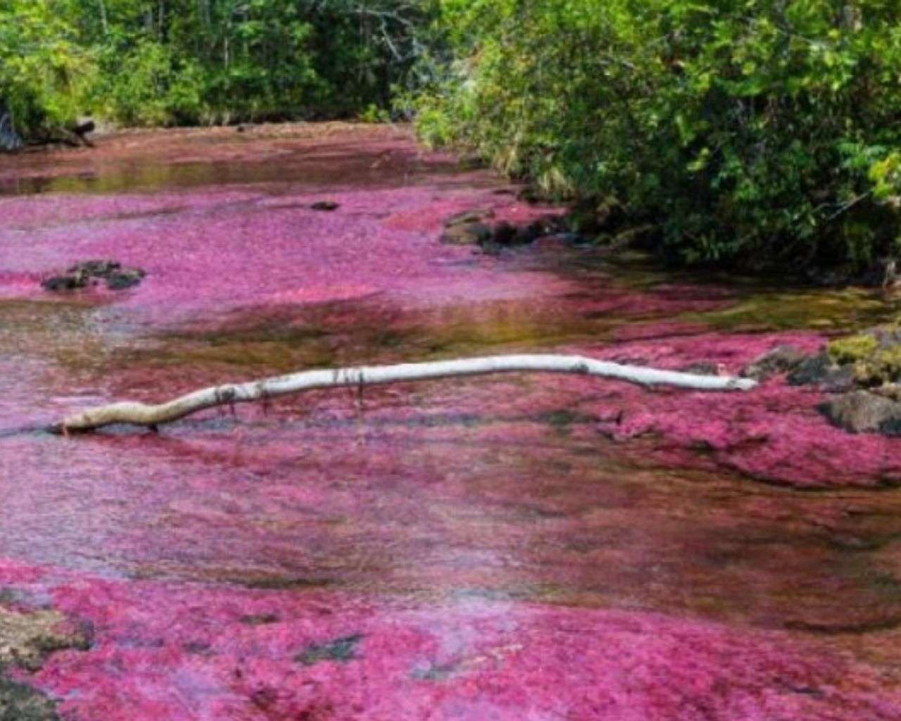 Tribunal Administrativo de Cundinamarca respalda la protección ambiental al negar la demanda de Hupecol