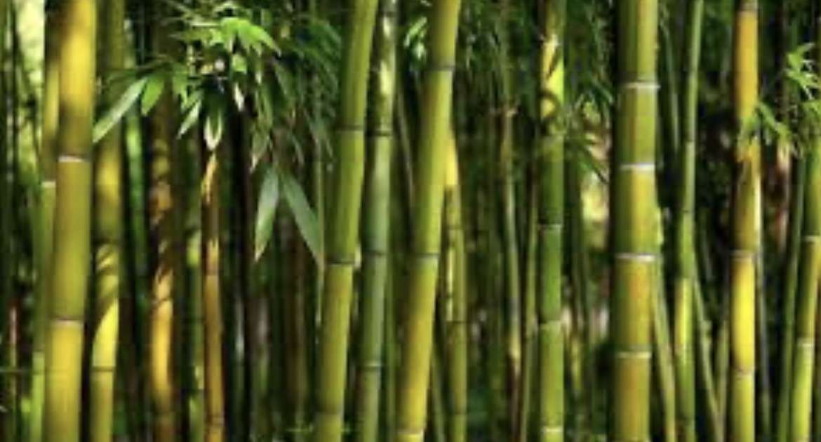 Paime impulsa el desarrollo sostenible con taller sobre manejo y derivados de la guadua