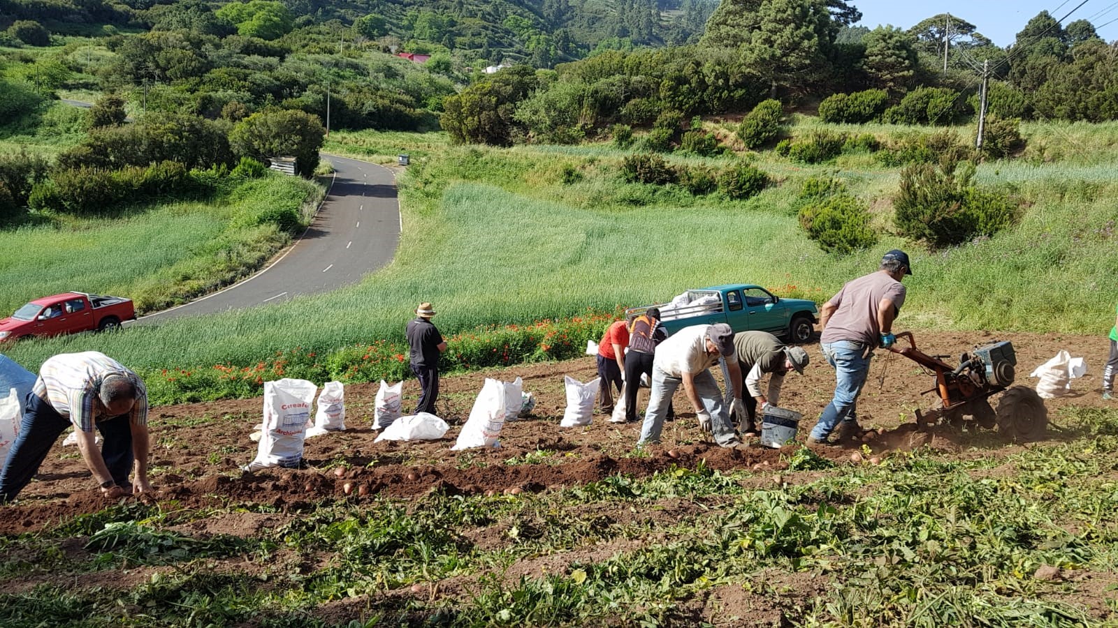 Convocatoria para productores de papa