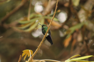 Ruta de Naturaleza Regenerativa