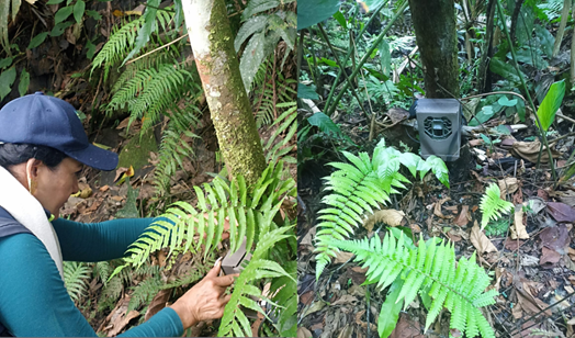 CAR Cundinamarca pide proteger cámaras trampa en zonas de conservación
