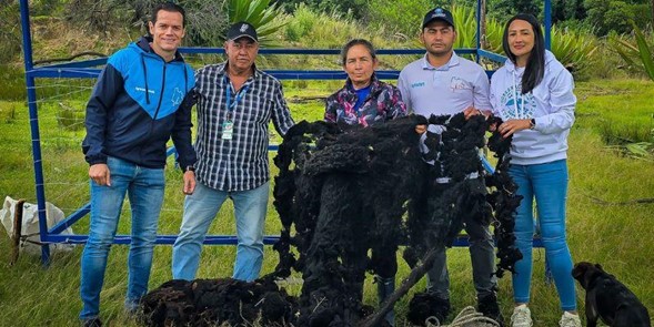 Más de 20 familias rurales apuestan por la cría de ovejas en Cucunubá