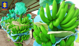 Condenan a empresarios bananeros a 11 años de cárcel por financiar el paramilitarismo en Urabá