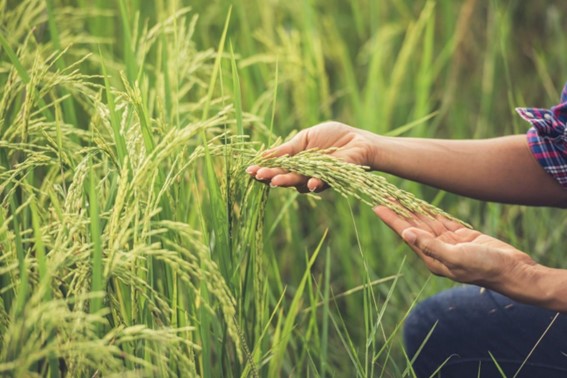 Productores de arroz anuncian paro nacional ante incumplimientos del Gobierno