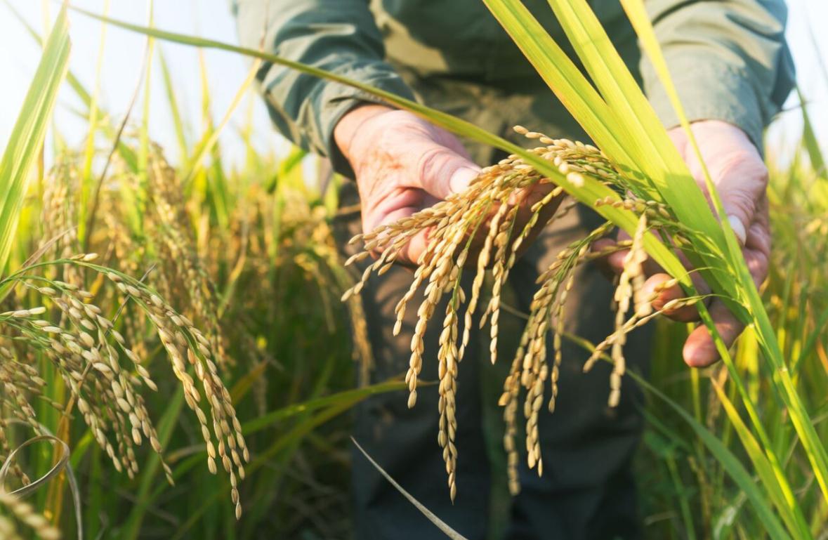 ICBF y MinAgricultura se unen para apoyar a pequeños arroceros con ICBF y MinAgricultura se unen para apoyar a pequeños arroceros con