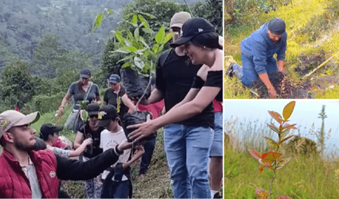 1.000 árboles fueron sembrados en Fusagasugá para prevenir derrumbes