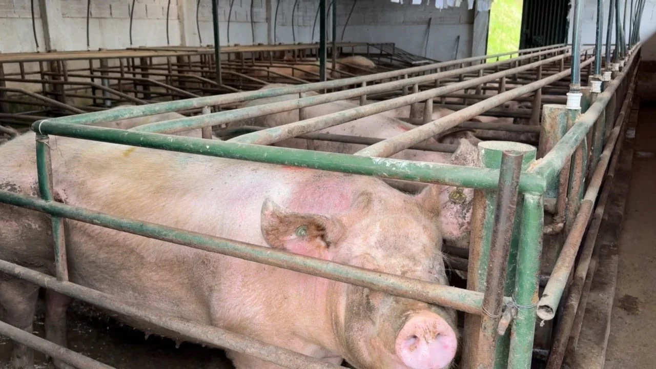 CAR suspende granja porcícola en Zipaquirá por graves vertimientos ilegales