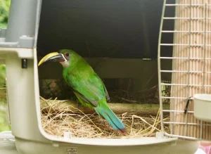 46 animales recuperados del tráfico ilegal vuelven a la vida silvestre en Cundinamarca