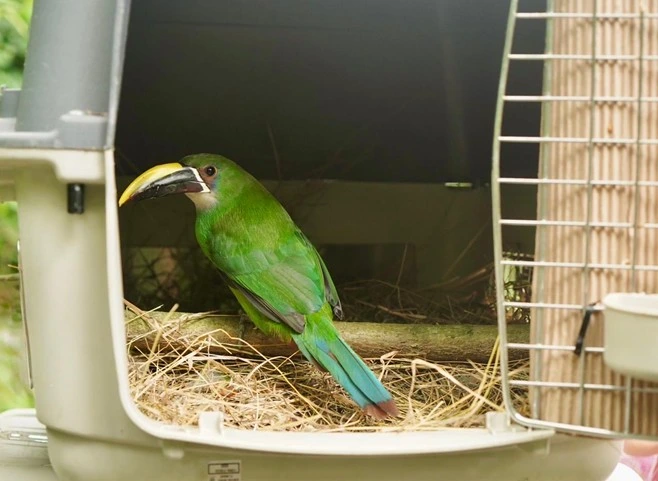 46 animales recuperados del tráfico ilegal vuelven a la vida silvestre en Cundinamarca