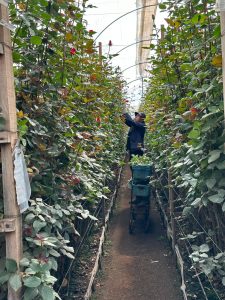 Cundinamarca concentra el 71 % de la producción de flores del país