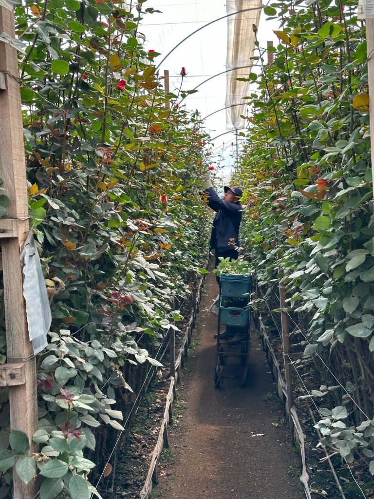 Cundinamarca concentra el 71 % de la producción de flores del país