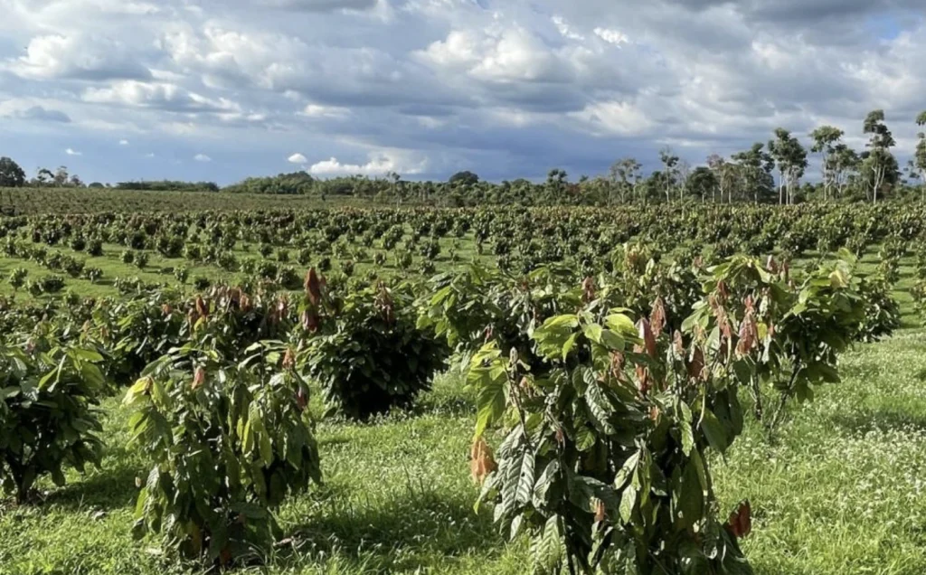 Gobierno colombiano abre diálogo comercial con sector confitero de EE. UU. para cacao nacional