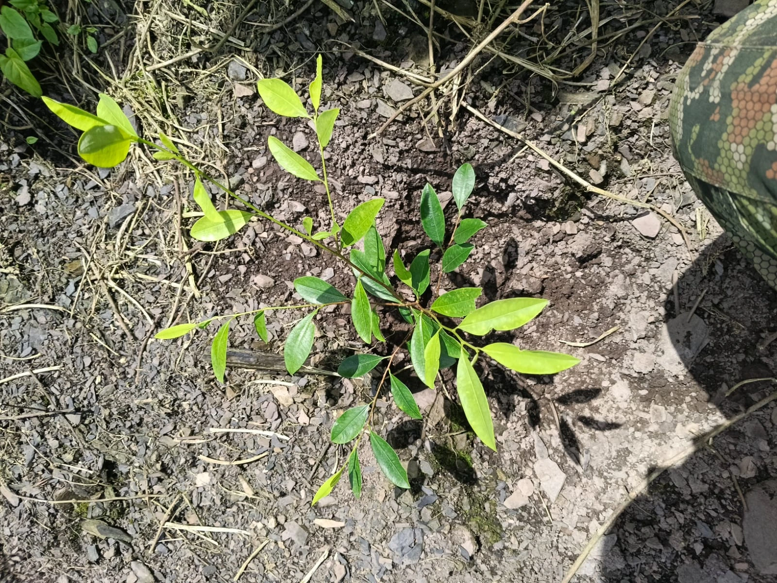 Ejército erradicó dos hectáreas de cultivos ilícitos en Yacopí