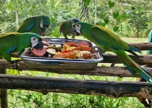 El seguimiento realizado un año después de la liberación confirmó resultados positivos en la adaptación de las aves a su entorno natural, luego de un proceso de rehabilitación desarrollado por autoridades ambientales y organizaciones especializadas.