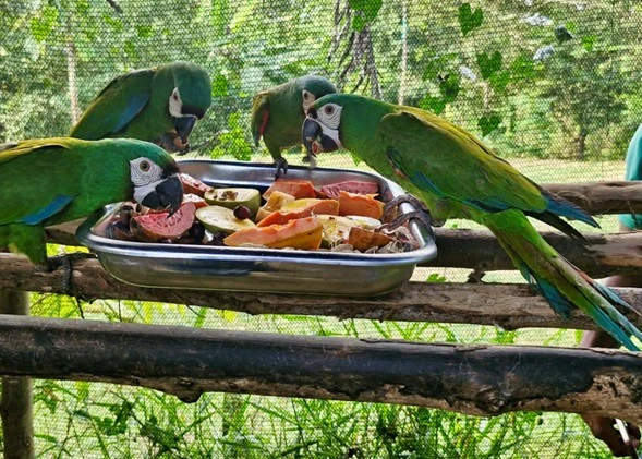 El seguimiento realizado un año después de la liberación confirmó resultados positivos en la adaptación de las aves a su entorno natural, luego de un proceso de rehabilitación desarrollado por autoridades ambientales y organizaciones especializadas.