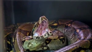 Los exámenes clínicos de la CAR determinaron que ninguna de las serpientes estuvo en cautiverio ni tuvo interacciones negativas con humanos, lo que facilitó su reintroducción al medio silvestre.
