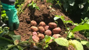 Un estudio reciente advierte que el aumento de las temperaturas y los cambios en la disponibilidad de agua podrían reducir la aptitud climática de algunas zonas productoras de papa en Colombia.