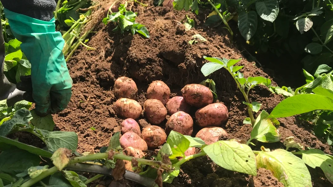 Un estudio reciente advierte que el aumento de las temperaturas y los cambios en la disponibilidad de agua podrían reducir la aptitud climática de algunas zonas productoras de papa en Colombia.